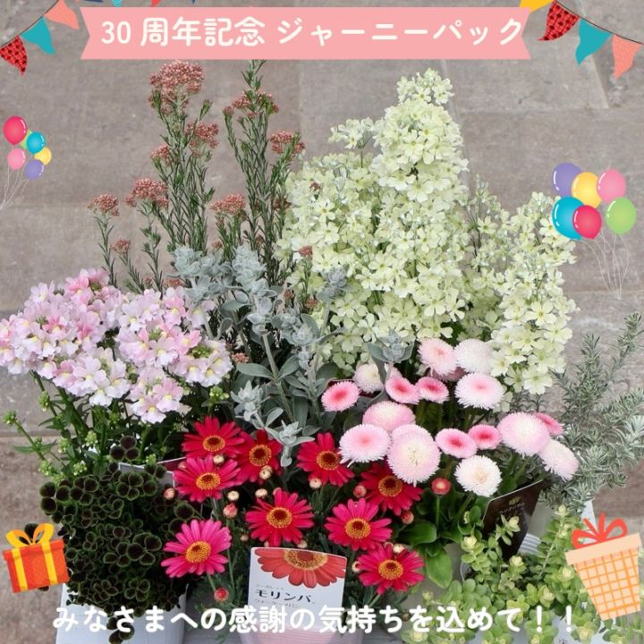 最後の1セット!!【30周年記念★ジャーニーパック】花苗No.325・Bセット(モリンバ他9株セット)