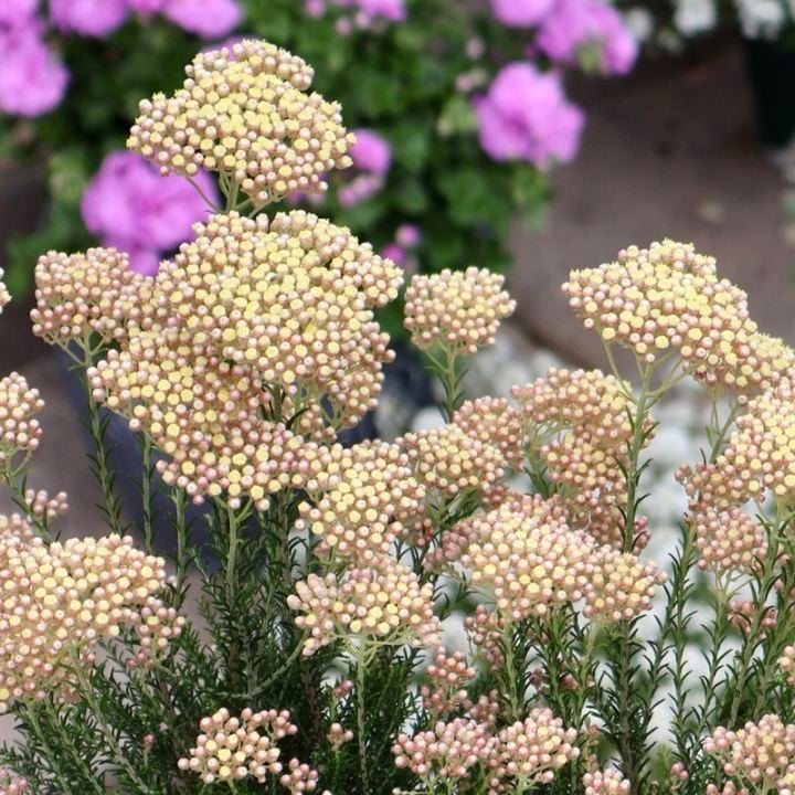 NEWカラー♪《ボリューム満点花芽ぎっしり特大株》ライスフラワー「カラーサプライズ」(3.5号ロング鉢)