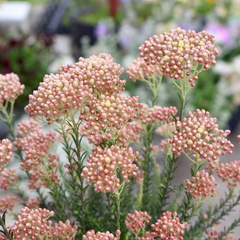 NEWカラー♪《ボリューム満点花芽ぎっしり特大株》ライスフラワー「カラーサプライズ」(3.5号ロング鉢)