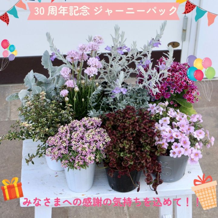 画像の現品1セットのみ!!【30周年記念★ジャーニーパック】花苗No.326セット(アルメリア他9株セット)