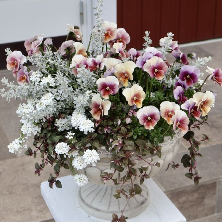 直径45センチ超☆1点物見本鉢★豪華寄せ植え「主役はエボルべ」