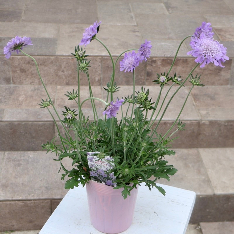 ボリューム満点の特大苗♪四季咲き多年草☆スカビオサ（西洋松虫草)「ブルーバタフライ」(3.5号ロングポット)