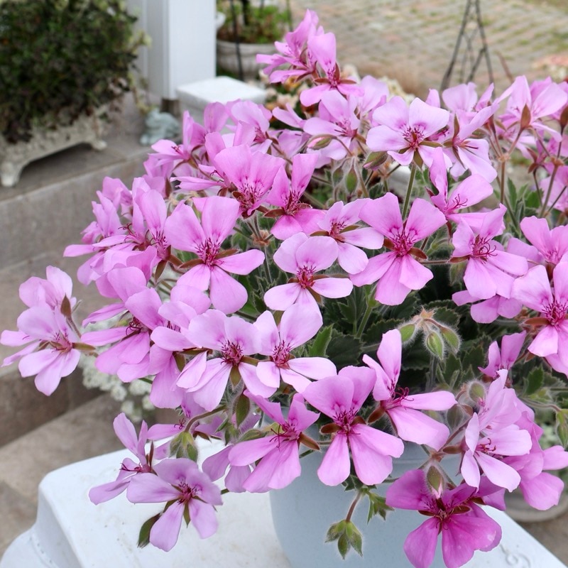 《画像現品1点限り》希少品☆多年草のパンジーゼラニューム「原村の桜娘」(5号鉢)
