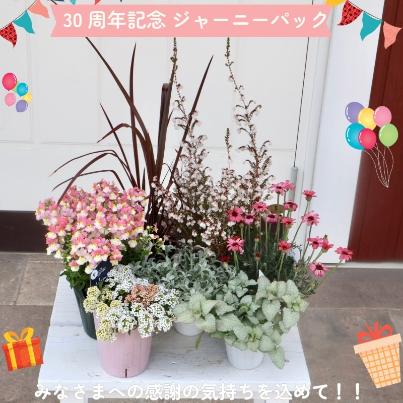 【ここ様確認用】ニューサイラン 30周年記念☆ジャーニーパック】花苗No.330(ニューサイランほか7株セット)