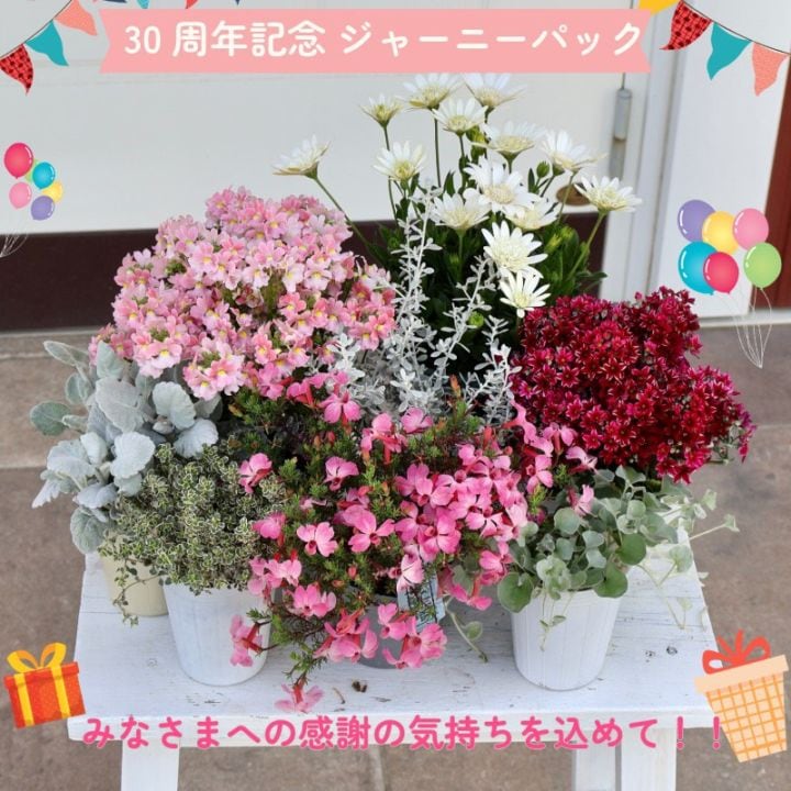 【30周年記念★ジャーニーパック】花苗No.402(オデットブラン他8株セット)
