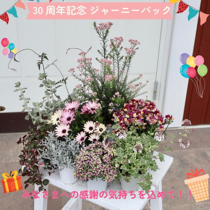 【30周年記念★ジャーニーパック】花苗No.404セット(ネメシア・カシス他9株セット)
