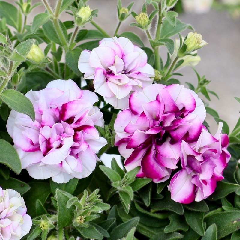 感動の超良株☆小輪八重咲きペチュニア「ピンクサファイア」(3.5号ポット)