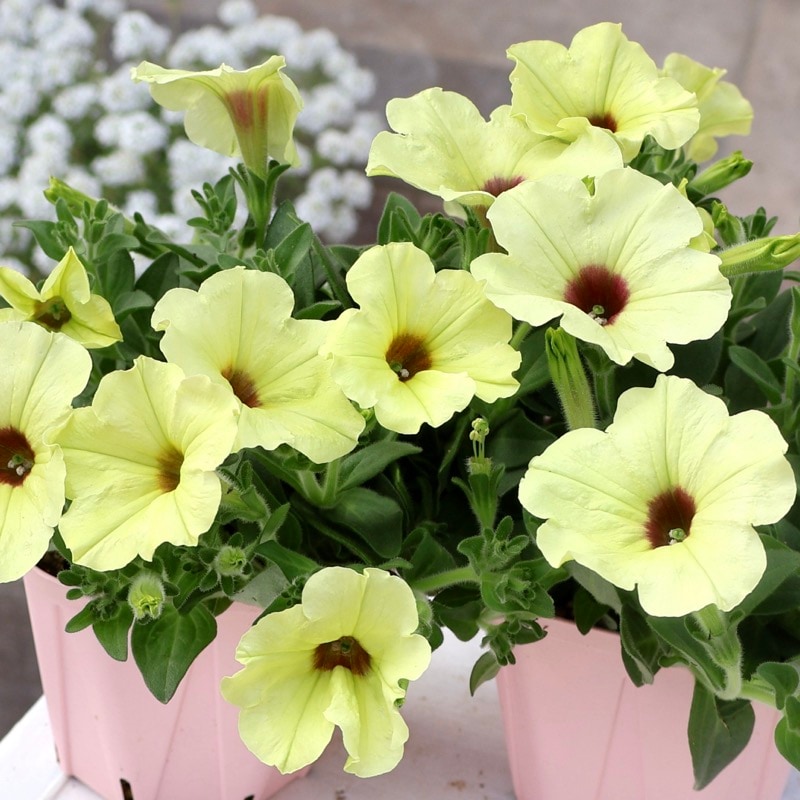 感動の超良株☆ペチュニア・VIVA「ストロング・ライムパンチ」(3.5号ポット)