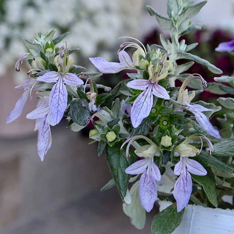 夏まで開花の常緑低木☆ツリージャーマンダー「アイスブルー」