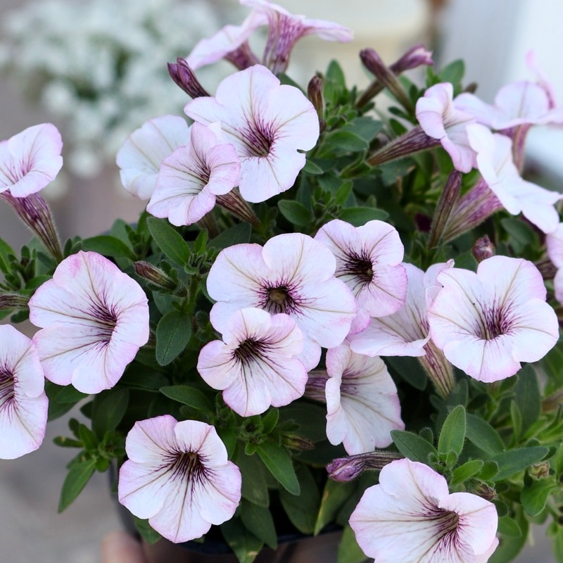 2026年新色♪サントリーさんのペチュニア☆サフィニア・プチ「ひつじもこもこ」