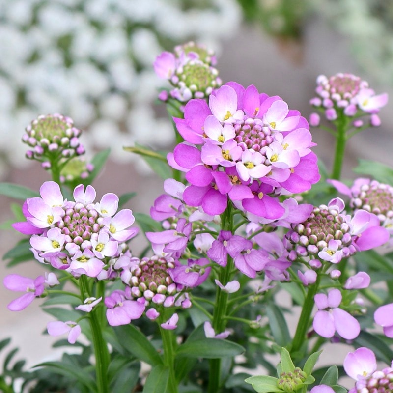 レアカラー☆高貴な花が毎年咲く♪イベリス「クイーンアメジスト」(3号ロングポット)