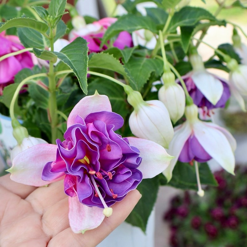 希少品入荷!!《直径40㎝超の超大物》豪華フクシア・ジョリーズラグランデ「ロレイン」(3.5号ロングポット)