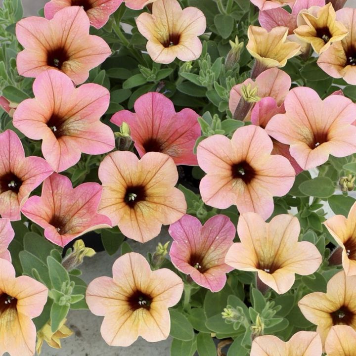 《特別入手の新色》希少色☆サントリーさんのペチュニア☆サフィニア・アート「コーラルチーク」