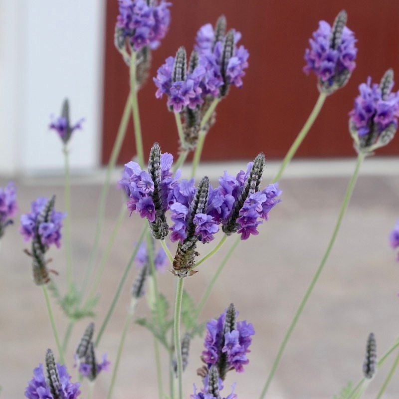 《直径35センチ地上部高さ45センチ》四季咲き宿根草☆レースラベンダー「トーチブルー」