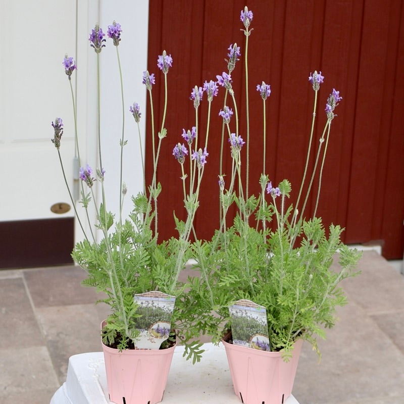 新入荷商品の植物｜リアルタイムの在庫｜ネット通販ショップ～風散歩～