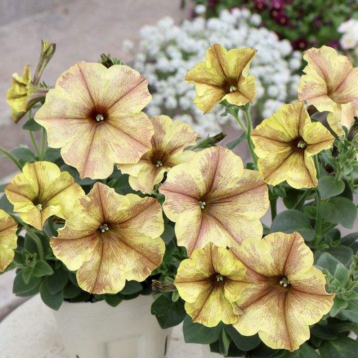 花芳さんのペチュニア・モンローウォーク「ハニーナッツ」(3.5号ポット)