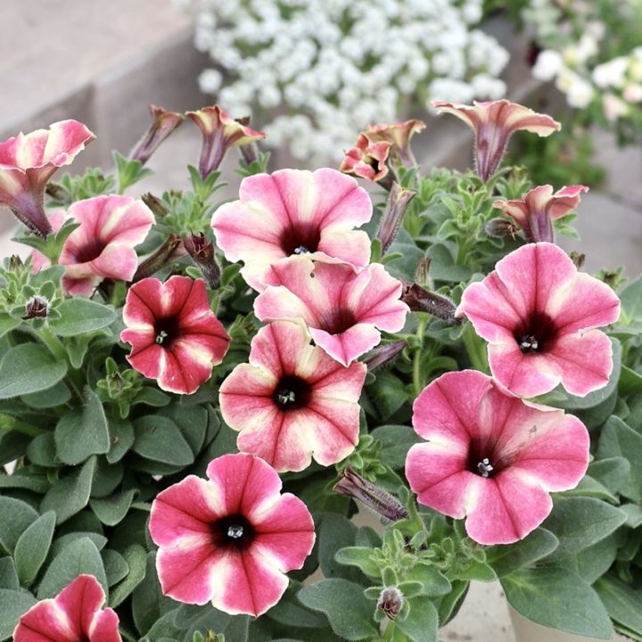 花芳さんのペチュニア・モンローウォーク「ピーチベール」(3.5号ポット)