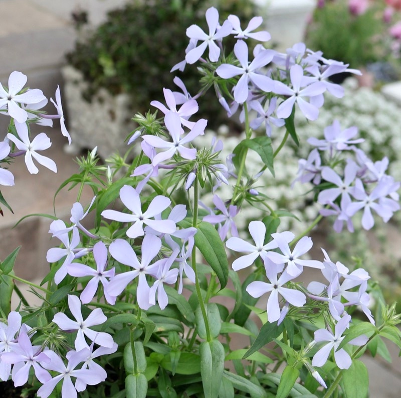 お庭におすすめ☆芳香漂う多年草♪フロックス「ディバリカータ・ブルー」