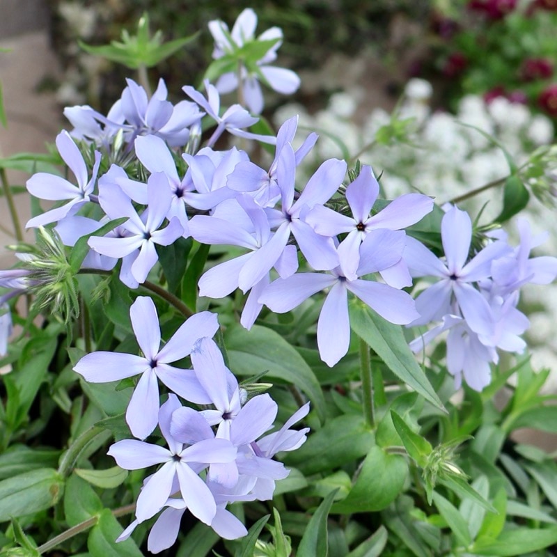 お庭におすすめ☆芳香漂う多年草♪フロックス「ディバリカータ・ブルー」