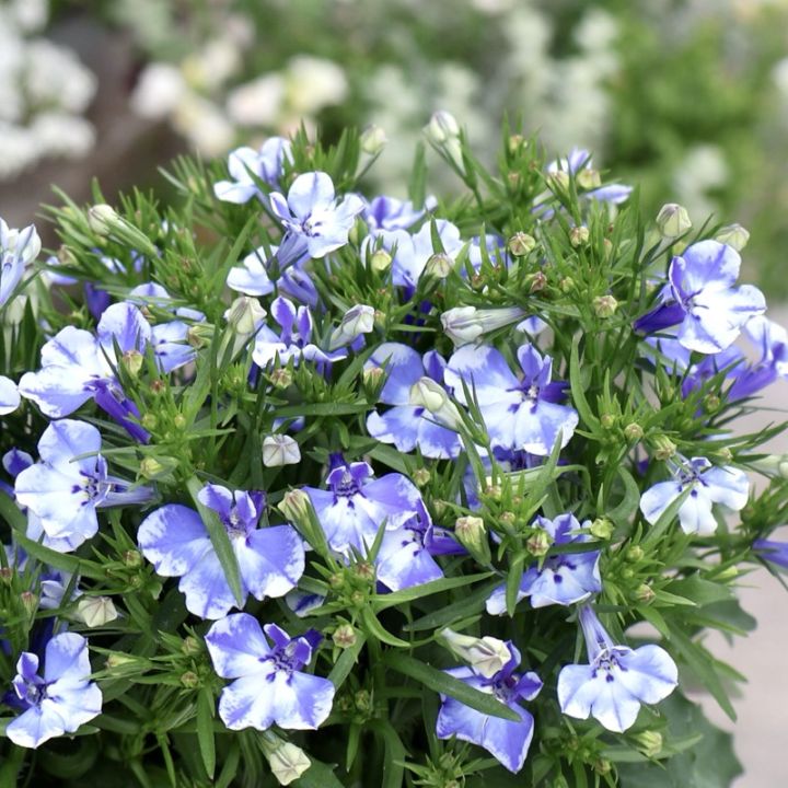 オススメの超良株♪ロベリア・レオン「ブルースプラッシュ」(3.5号ポット)