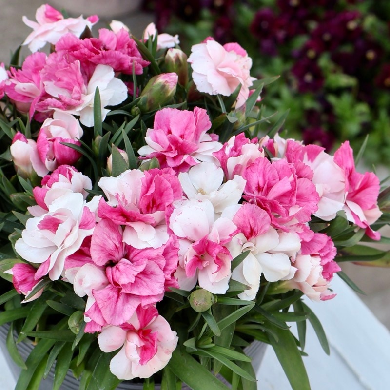 《超剛健を実証済み!!風散歩スペシャル》直径20センチ☆ガーデンカーネーション「ピンク&プラウド」(特大4号ポット)