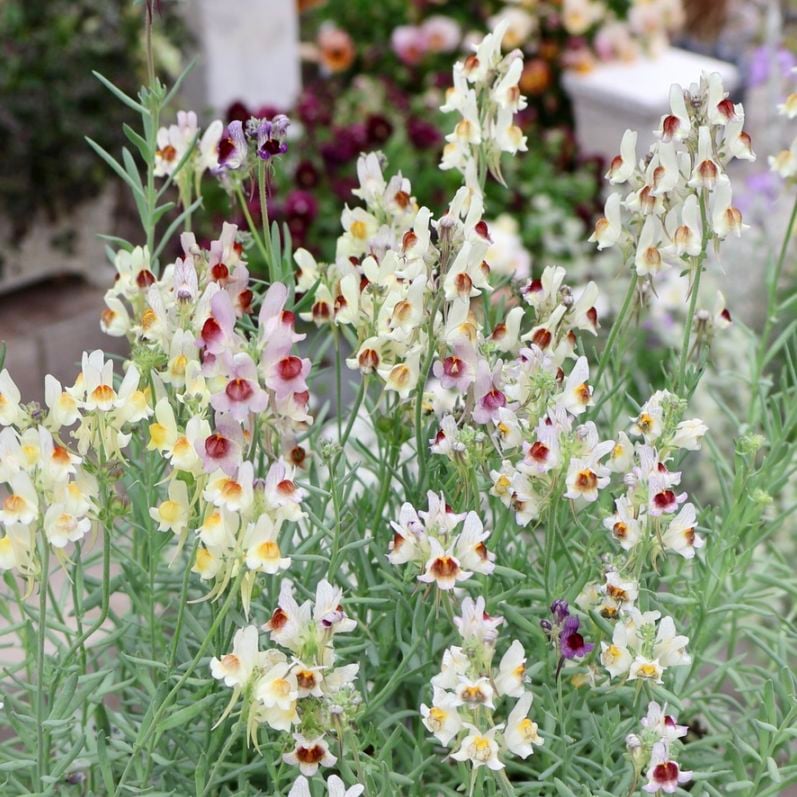 秋まで開花の多年草☆リナリア「ネオンライツ」淡めミックスカラー・1番