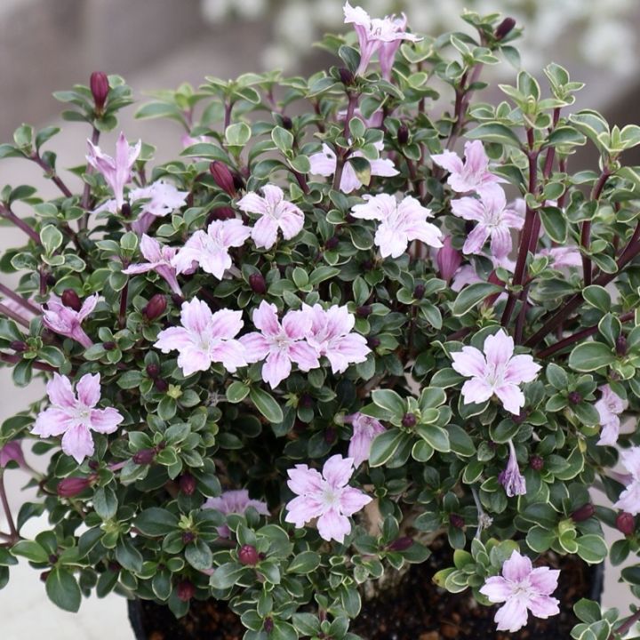 《またまた風散歩スペシャル》花芽ぎっしり♪白丁花(ハクチョウゲ)「ピンクミスティック」
