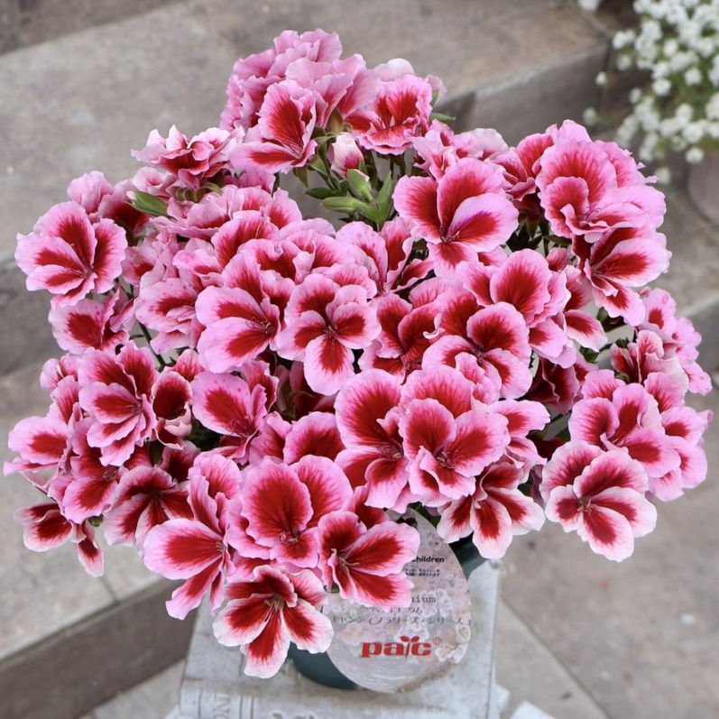 ペラルゴニウム｜花付き抜群の育てやすい多年草｜ネット通販ショップ