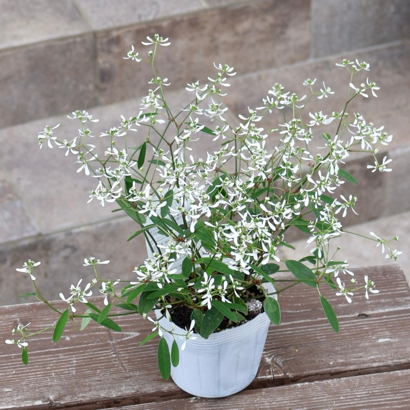 限定1 もりもり小苗　大花白 植物（花苗・植物）をホワイト系の色から選ぶ｜ネット通販ショップ～風