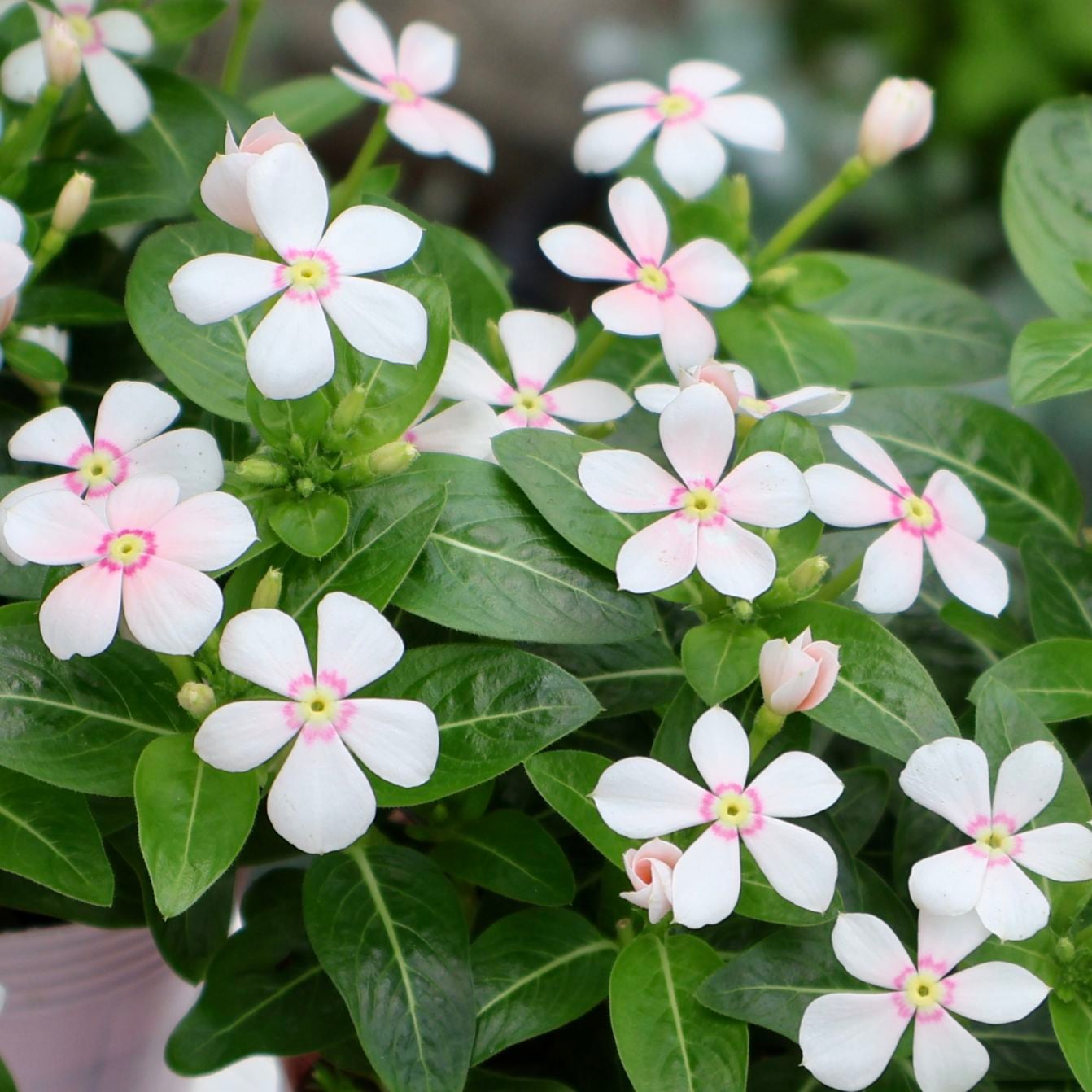 超珍しい花、上品な臭　　　　ギンコウボク　苗　大苗　蕾つき 新入荷商品の植物｜リアルタイムの在庫｜ネット通販ショップ～風散歩～
