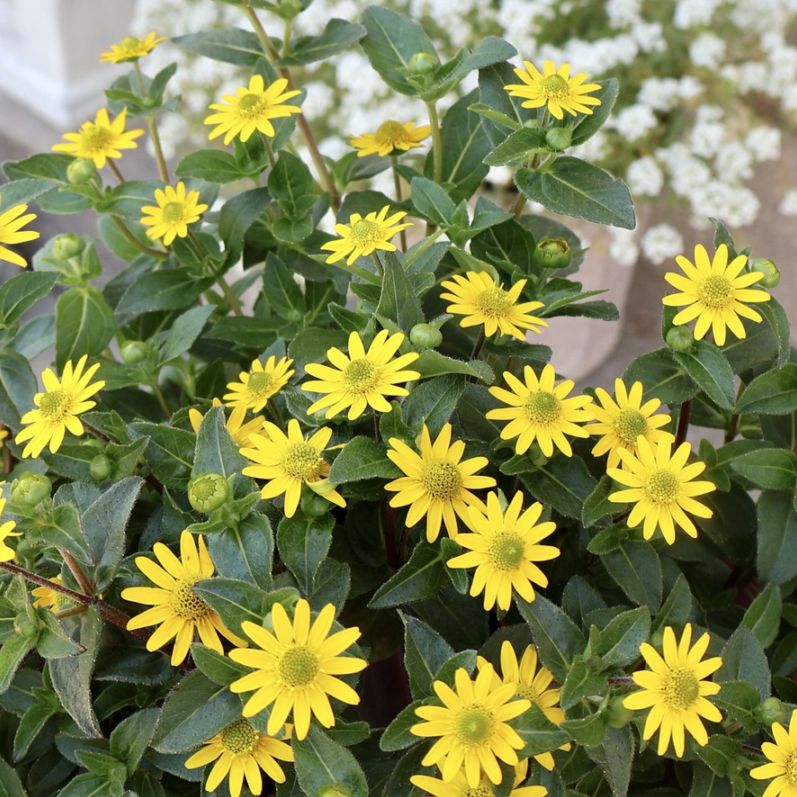 花もち抜群♪秋まで途切れず咲き続ける☆サンビタリア「グレートイエロー」