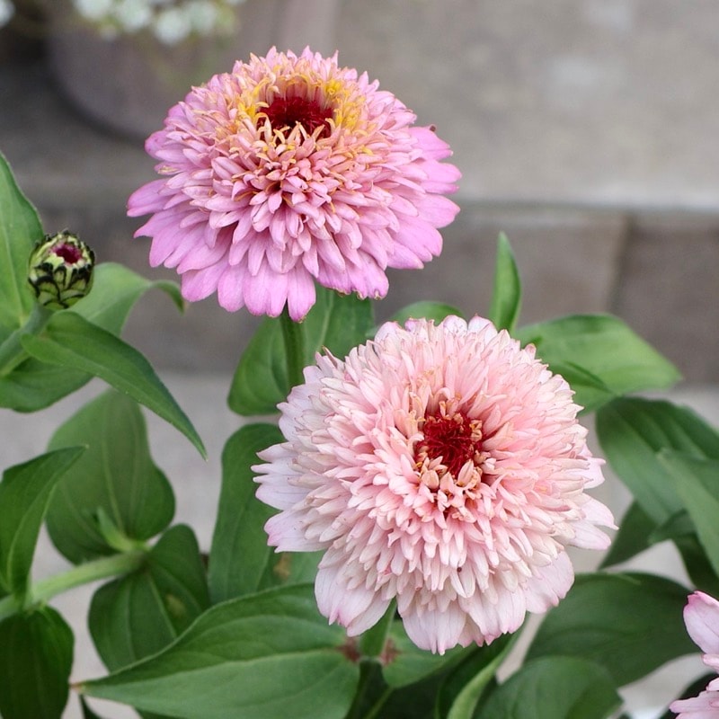 2本植え♪八重咲きジニア・シンデレラ「ライラック」