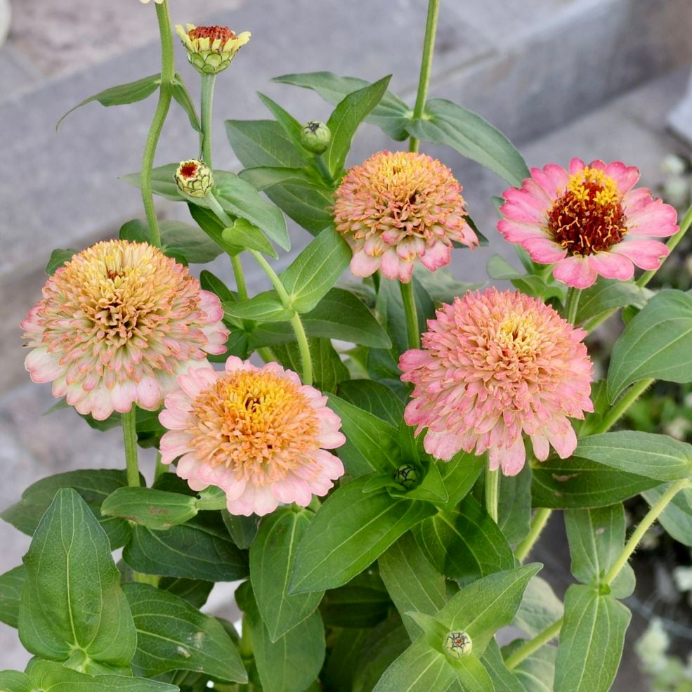 植物（花苗・植物）をアプリコット系の色から選ぶ｜ネット通販ショップ