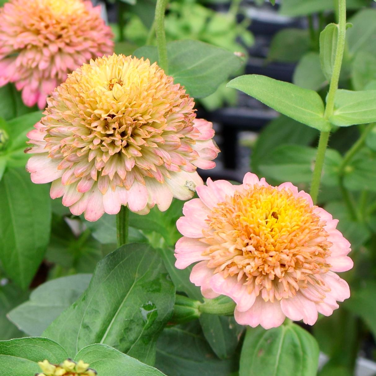 2本植え♪八重咲きジニア・シンデレラ「ピーチ」