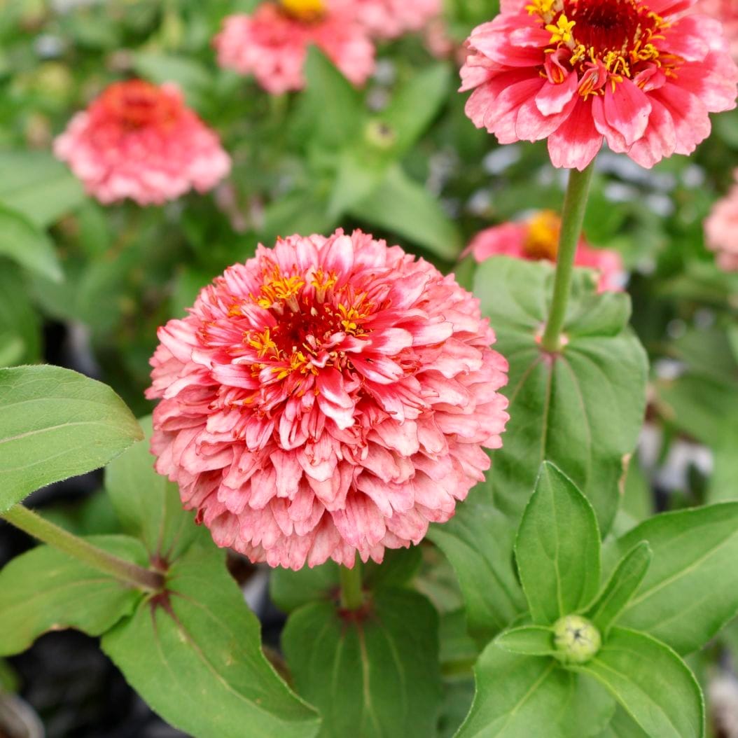 新色も入荷☆2本植え♪八重咲きジニア・シンデレラ「レッドピンク」