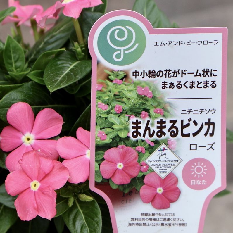 色も魅力的♪《中小輪花で花付き抜群!!》まんまるビンカ「ローズ」(3.5号ポット)