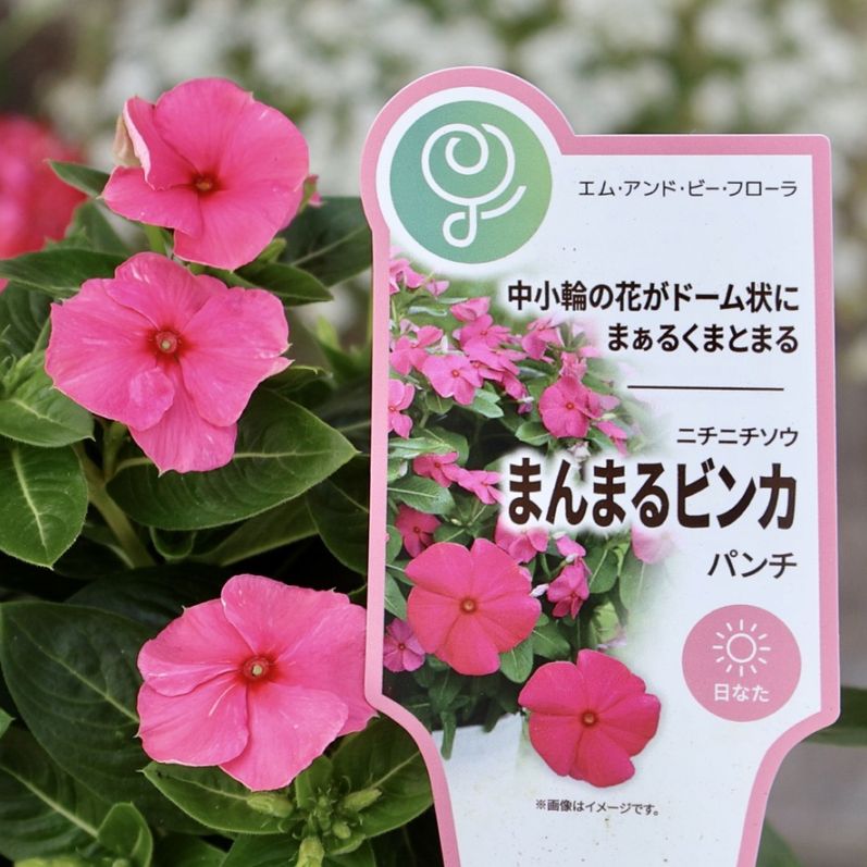 パンチのある色♪《中小輪花で花付き抜群!!》まんまるビンカ「パンチ」(3.5号ポット)