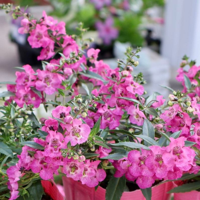 植物（花苗・植物）をピンク系の色から選ぶ｜ネット通販ショップ～風散歩～