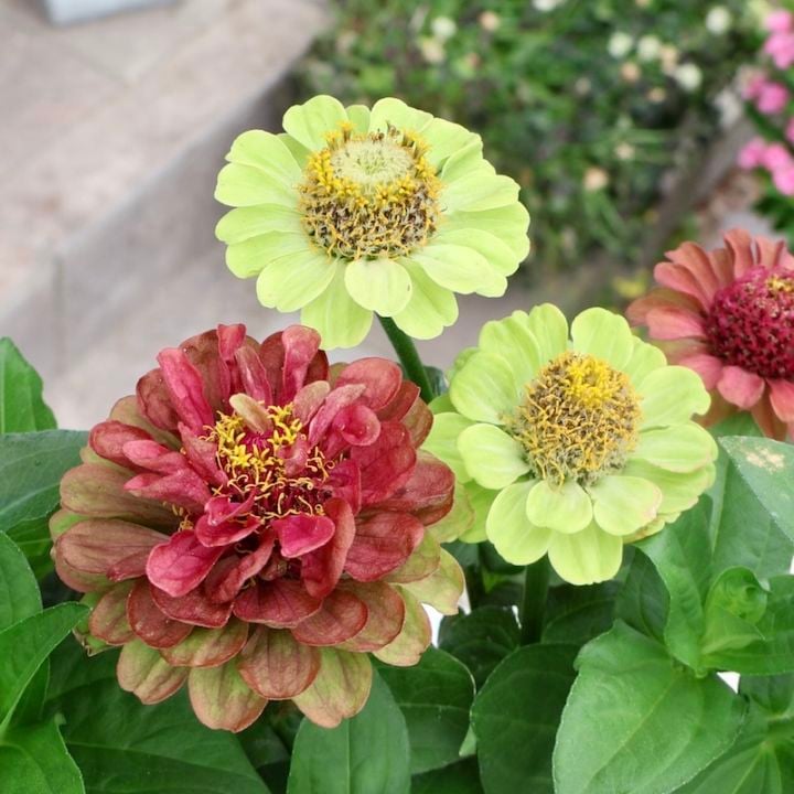 植物（花苗・植物）をアンティーク系の色から選ぶ｜ネット通販ショップ