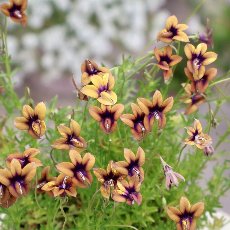 植物（花苗・鉢物）をマ行から選ぶ｜ネット通販ショップ～風散歩～