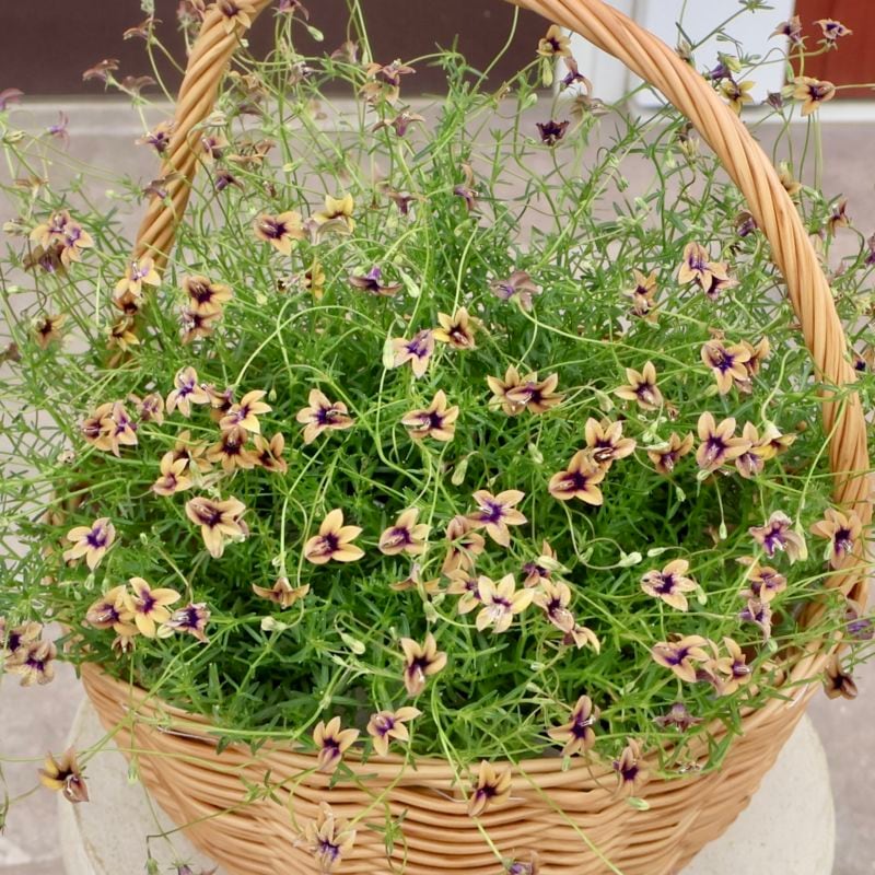 植物（花苗・鉢物）をマ行から選ぶ｜ネット通販ショップ～風散歩～