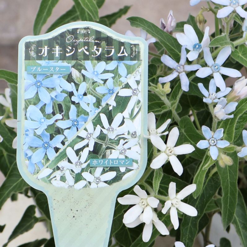 風藍　大苗　白い花 植物（花苗・植物）をホワイト系の色から選ぶ｜ネット通販ショップ～風