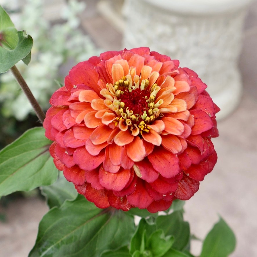 新入荷商品の植物｜リアルタイムの在庫｜ネット通販ショップ～風散歩～