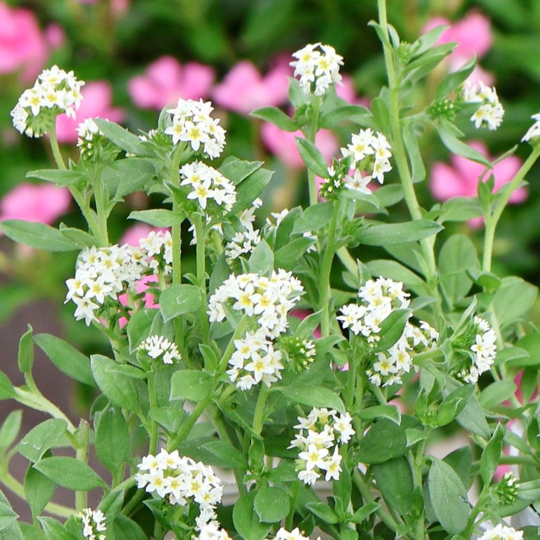 植物（花苗・植物）をホワイト系の色から選ぶ｜ネット通販ショップ～風