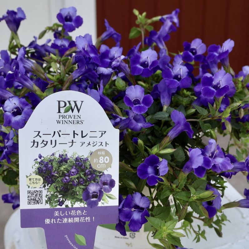 特大5号鉢仕立て《PWブランドの這い性》スーパートレニア・カタリーナ「アメジスト」
