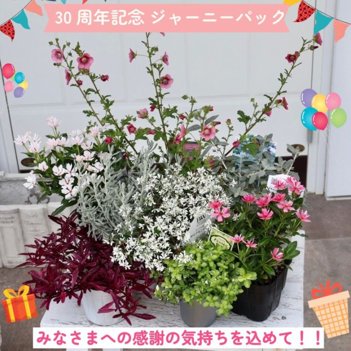 【30周年記念★ジャーニーパック】花苗No.613セット(アニソドンティア他全8株セット)