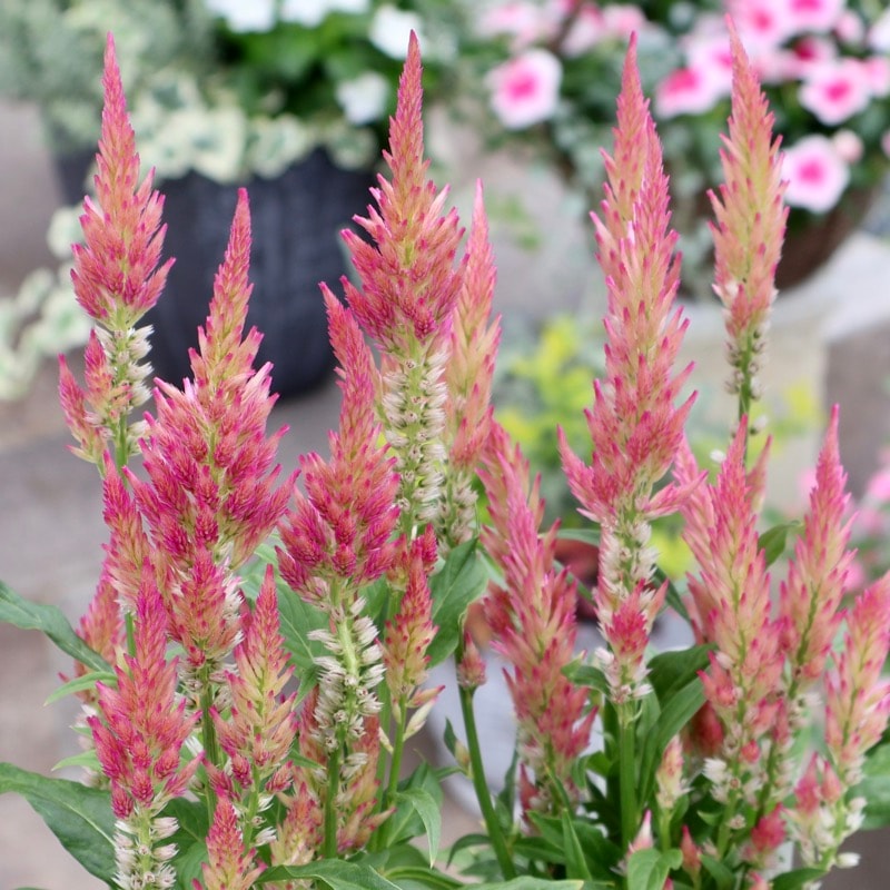 植物（花苗・植物）を色から選ぶ｜ネット通販ショップ～風散歩～