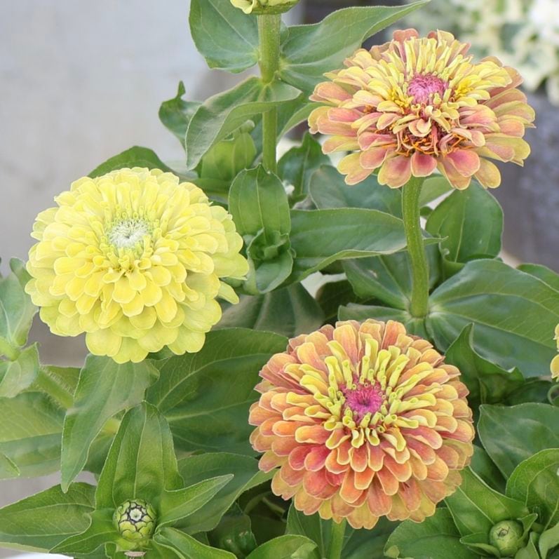 ジニアクイーンシリーズ２色各１５粒合計３０粒 2本植え♪《2色開花の画像の現品》八重咲きジニア・クイーン(6番
