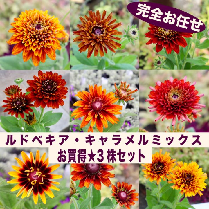 ラスト!!【色を選べないからお買得】お任せ3株セット♪ルドベキア・キャラメルミックス【色選択不可】