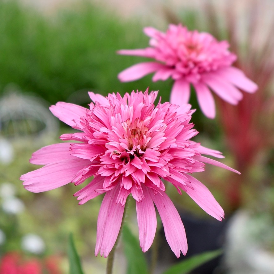当店で植え替え開花した3.5号苗!!《3枚目までの現品》希少品種☆剛健な